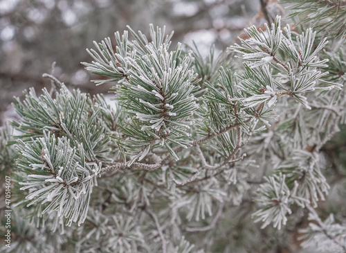 Close-up of pine boughs in winter with frost-covered needles