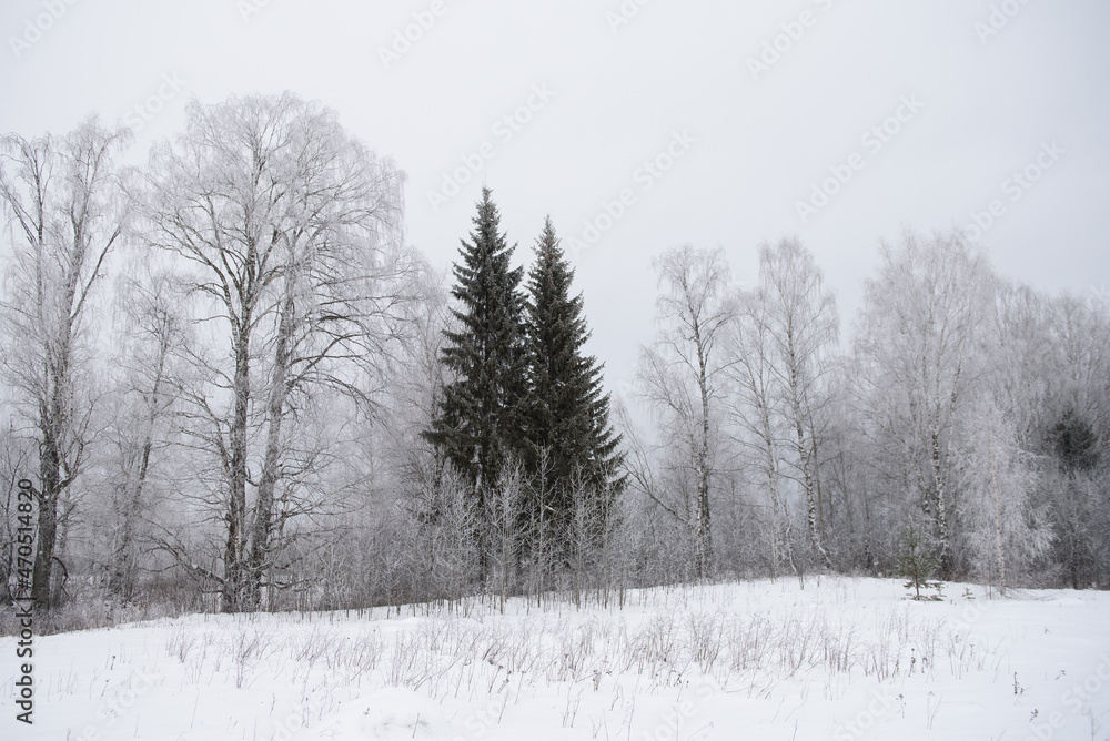 Landscape. Frosty day. Trees are covered with a frost. Landscape. Frosty day. Trees are covered with a frost.