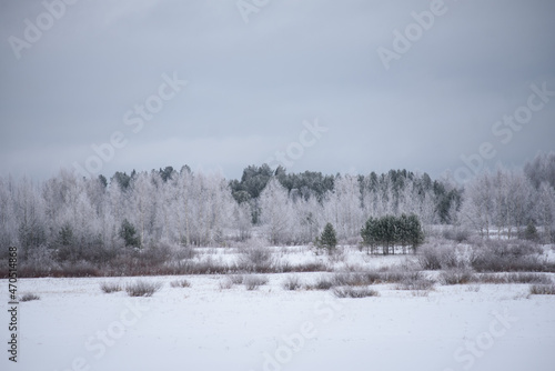 Landscape. Frosty day. Trees are covered with a frost.