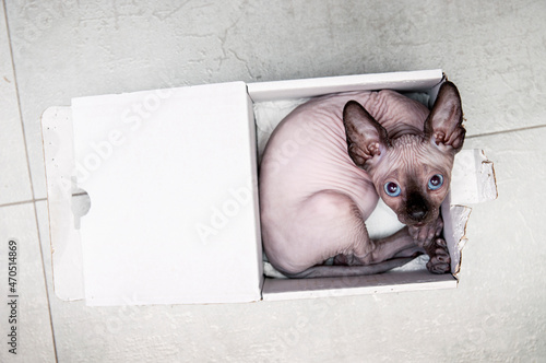 Top View of Sphynx hairless cat kitten in box. Sphynx cat with blue eyes. Place for text photo