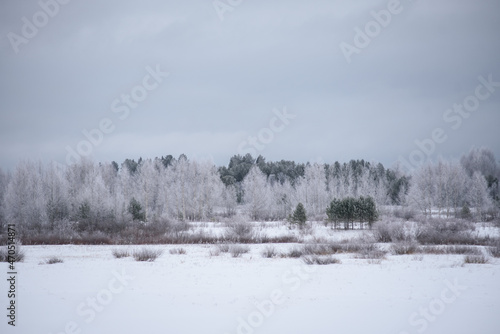 Wallpaper Mural Landscape. Frosty day. Trees are covered with a frost. Torontodigital.ca