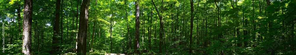 Forest views panoramic - views are stitched together Forest views panoramic - views are stitched together