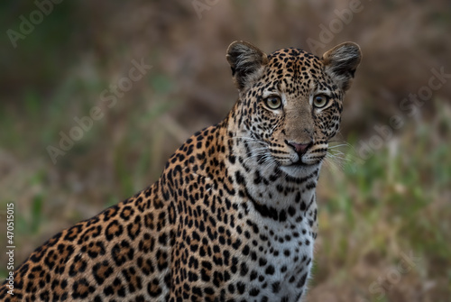 Leopard - Panthera pardus, beautiful iconic carnivore from African bushes, savannas and forests, Lake Mburo National Park, Uganda.