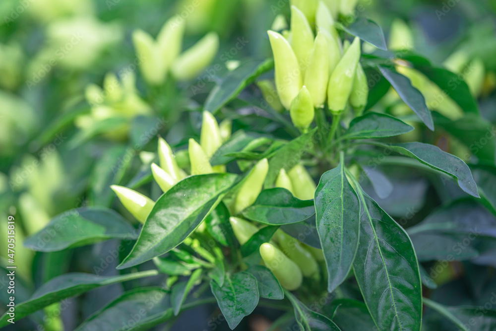 Obraz premium Pepper