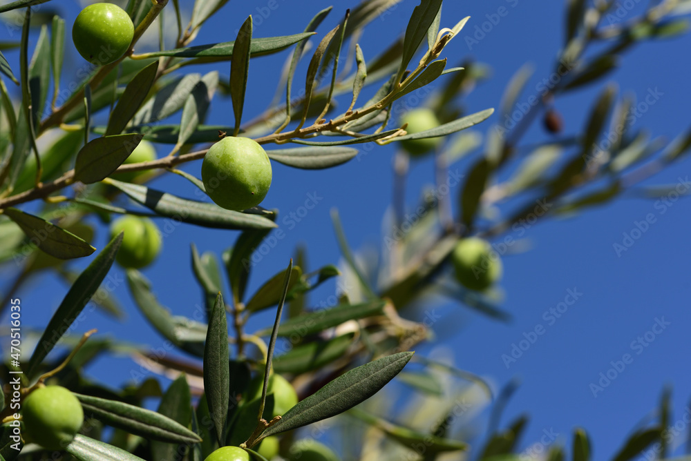 Olive branches in autumn with green leaves and green olives on them, outdoors against a blue sky Olive branches in autumn with green leaves and green olives on them, outdoors against a blue sky