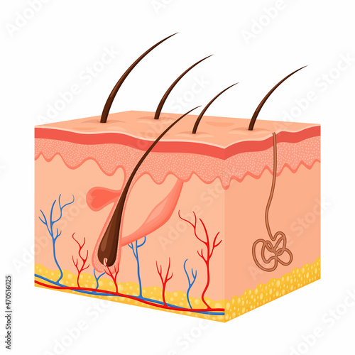 Human skin. Layered epidermis with hair follicle, sweat and sebaceous glands. Healthy skin anatomy medical vector 3d illustration. Dermis and epidermis skin, hypodermis, flat design