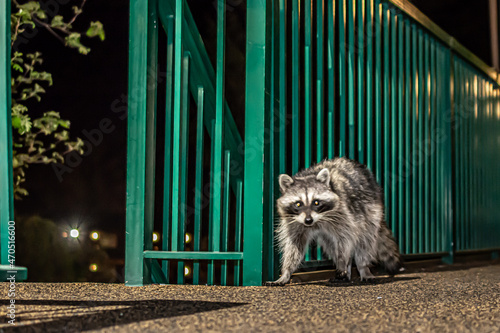 Raccoon