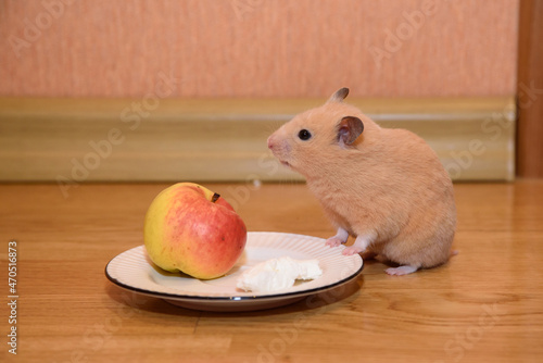 Hamster and apple 1