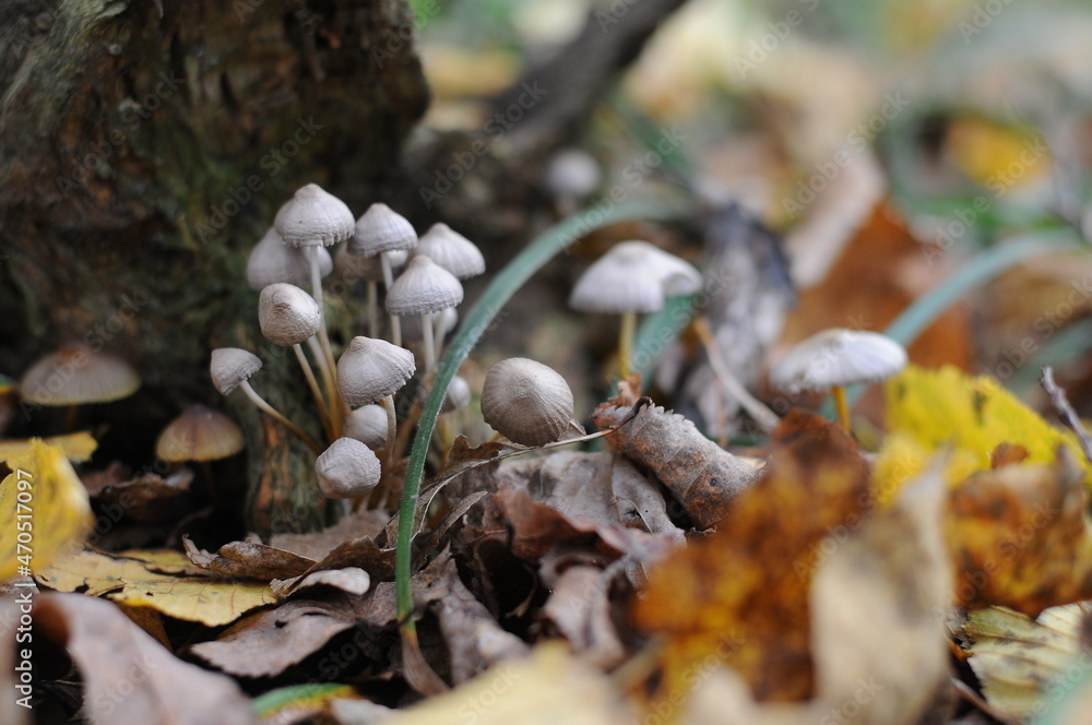 White mushroom hat on a thin stalk growing from a fallen, rotten, rotting log or tree trunk White mushroom hat on a thin stalk growing from a fallen, rotten, rotting log or tree trunk