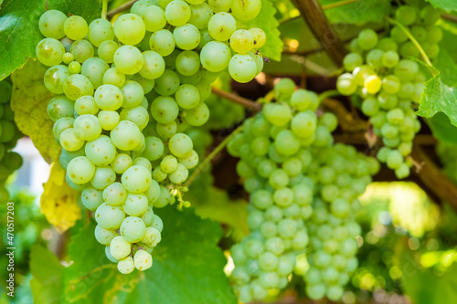 Ripe white grape bunches on a vineyard in summer. Good harvest for prosecco or sparkling wine production. 