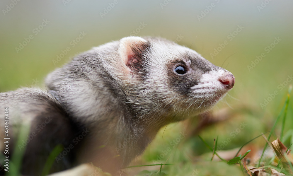 Beautiful feret outdoor portrait, green grass, detail of ferret´s face profile. Beautiful feret outdoor portrait, green grass, detail of ferret´s face profile.