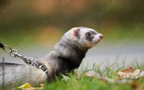 Ferret on the walk in the autumn park with the breeder. 