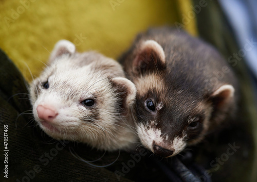 Animal friends. Two ferrets together in the ferret bag. Black sable and blaze ferrets in the couple.