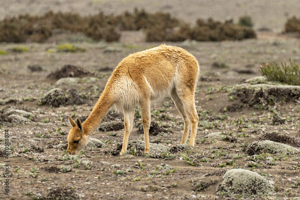 Vicuña comiendo arbustos en el paramo de la sierra ecuatoriana Vicuña comiendo arbustos en el paramo de la sierra ecuatoriana
