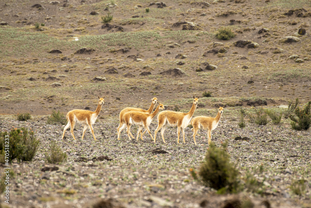 Vicuña del paramo de Ecuador, familia de vicuñas alimentándose en las ...