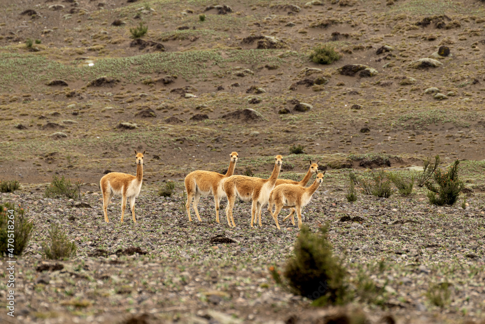 Vicuña del paramo de Ecuador, familia de vicuñas alimentándose en las ...