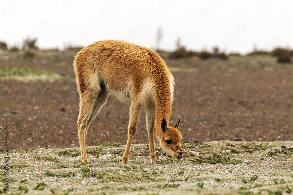 Vicuña en las faldas del Chimborazo, aniñan completamente silvestre Vicuña en las faldas del Chimborazo, aniñan completamente silvestre