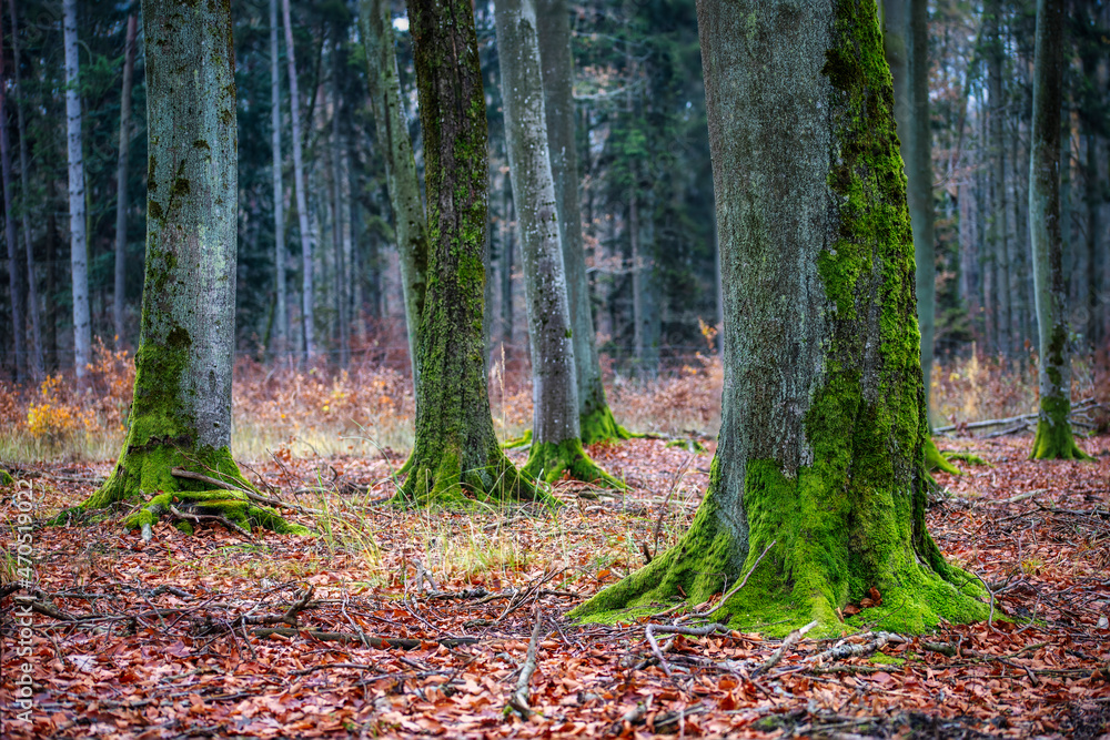 Trunks of deciduous trees covered with moss. Trunks of deciduous trees covered with moss.