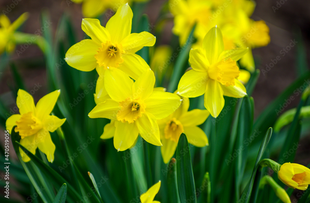Flower bed with yellow daffodil flowers blooming in the spring Flower bed with yellow daffodil flowers blooming in the spring