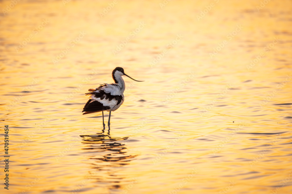 Obraz premium Water bird pied avocet, Recurvirostra avosetta, standing in the water in orange sunset light. The pied avocet is a large black and white wader with long, upturned beak