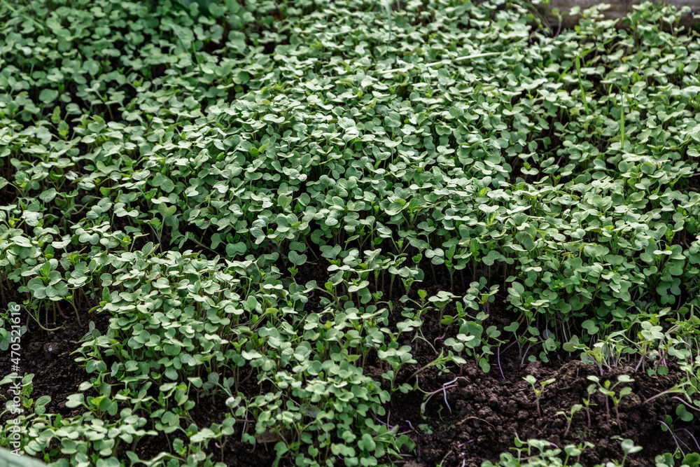 Mustard plants grown to produce seeds or leaves of green manure Mustard plants grown to produce seeds or leaves of green manure