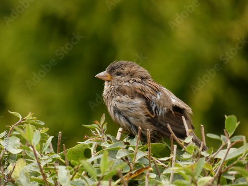 House sparrow (Passer domesticus) - portrait of wet sparrow perched on live-fence, Gdansk, Poland