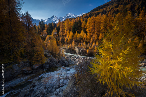 Morning light on the forests during the autumn season, Swiss Alps, Graubunden, Switzerland photo