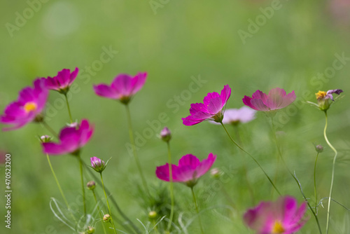 コスモスの花畑 © cat_smile