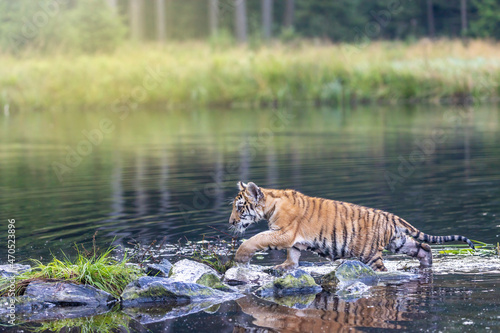 Bengal tiger cub is walking on the rocks in the lake looking ahead. Horizontally. 