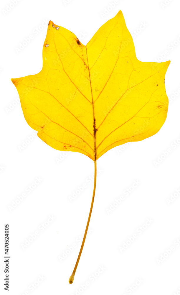 Autumn leaf isolated on white background Autumn leaf isolated on white background