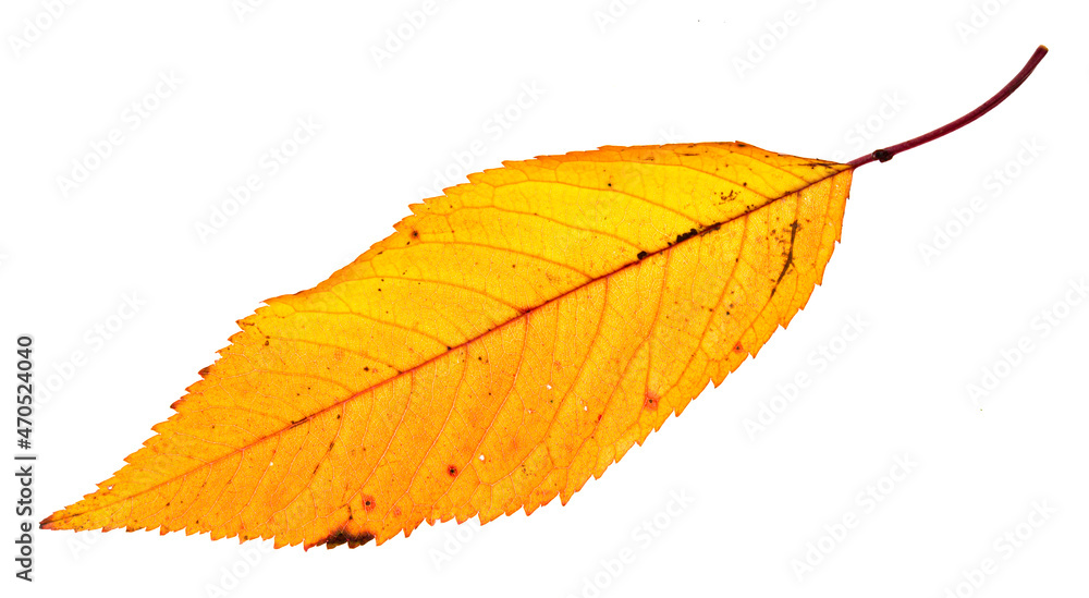 Autumn leaf isolated on white background Autumn leaf isolated on white background