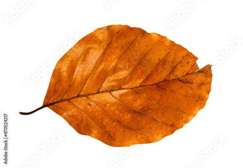 Autumn leaf isolated on white background