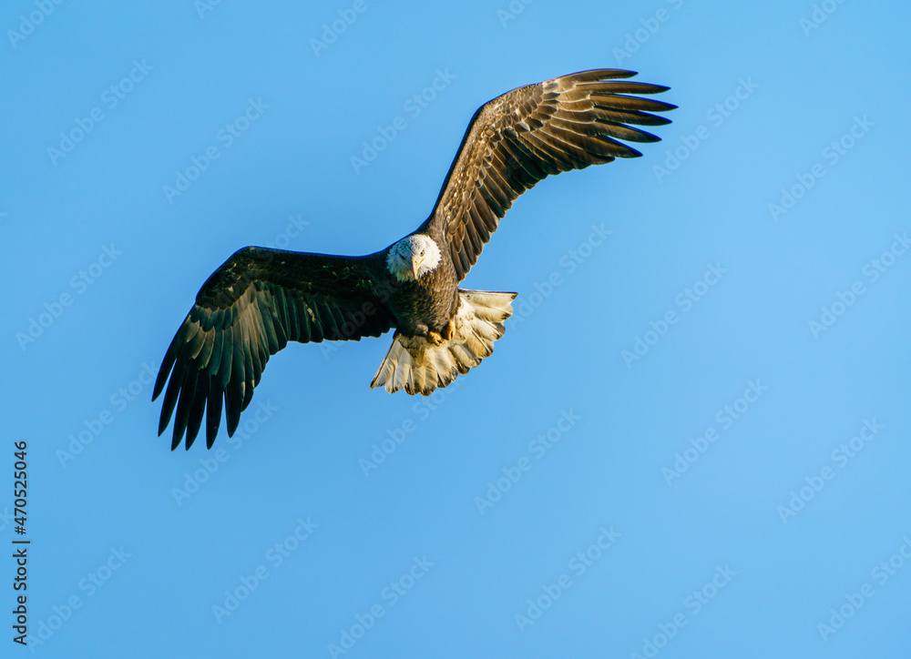 Obraz premium Bald Eagle Soaring