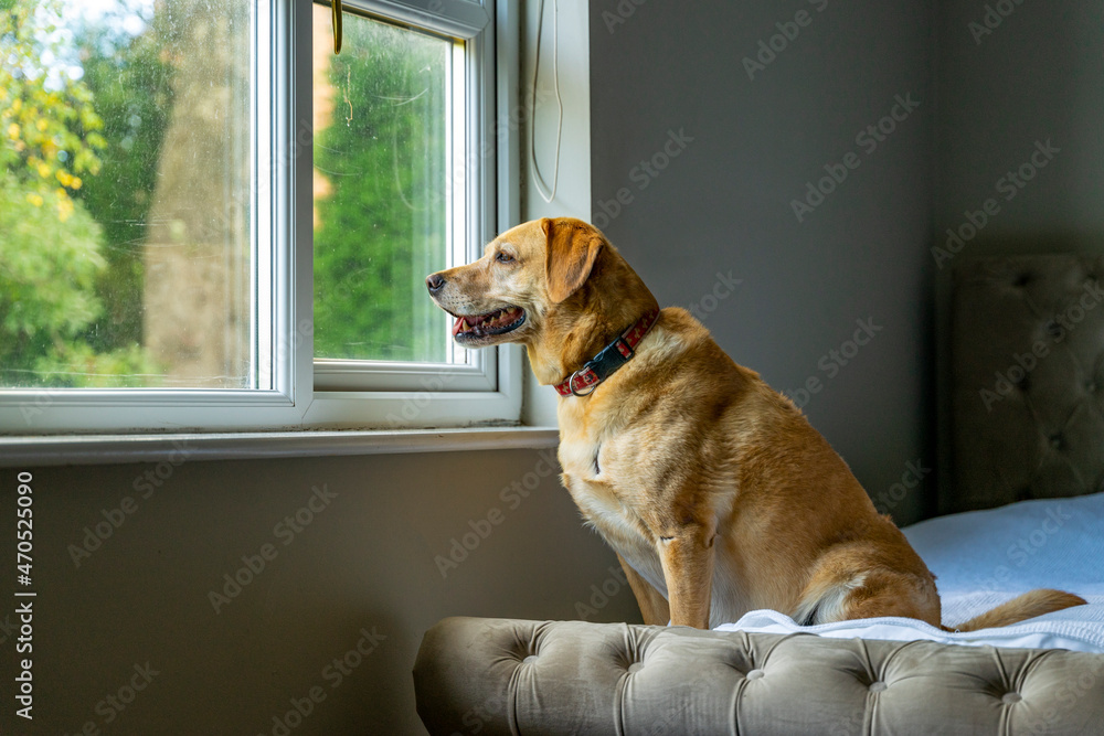 Tęskniący pies, patrzy przez okno, czeka na powrót właściciela, portret. - obrazy, fototapety, plakaty 