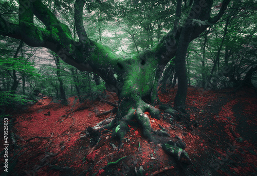 Spooky tree. Mystical dark ...