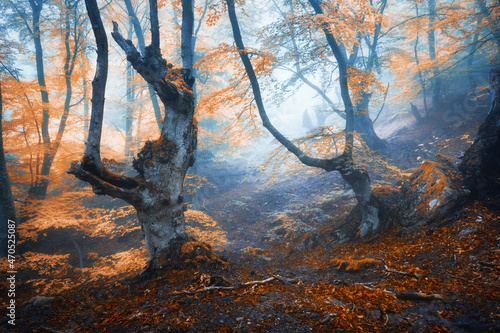 Mystical autumn forest in f...
