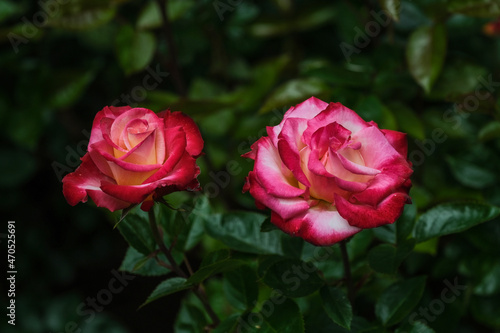 Two Red Roses on green background