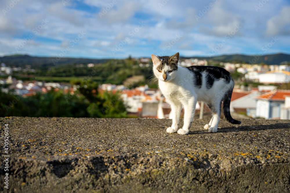 Ciekawski, młody kotek stojący na murku, w tle widok na miasto. - obrazy, fototapety, plakaty 