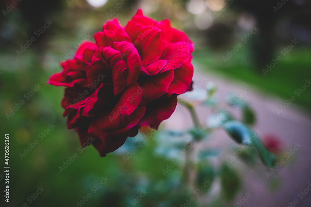 Izolowany kwiat czerwona róża, ujęcie makro. - obrazy, fototapety, plakaty 