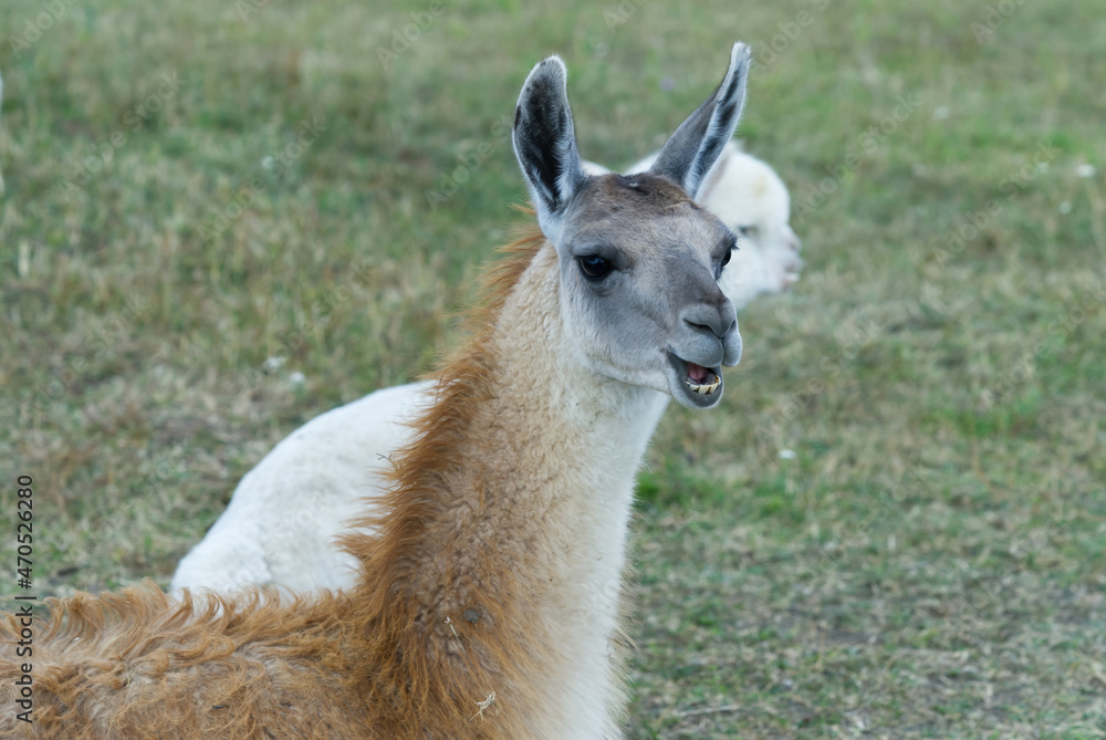 Guanaco lama exotic mammal wild animal Chewing Action Guanaco lama exotic mammal wild animal Chewing Action