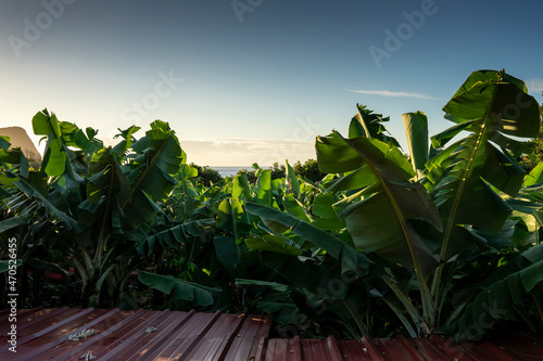 Plantacja bananów na wyspie Terceira, Azory.