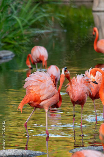 FLAMENCOS