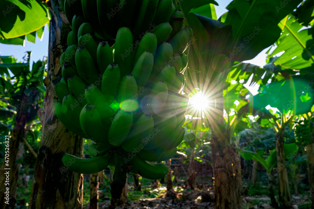 Zielone, niedojrzałe banany na drzewie w promieniach wschodzącego słońca.  - obrazy, fototapety, plakaty 