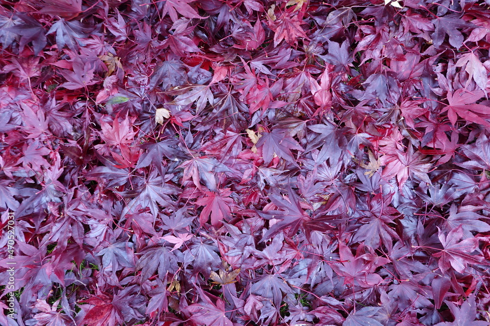 Fächer-Ahorn (Acer palmatum) ,Blätter in roter Herbstfärbung