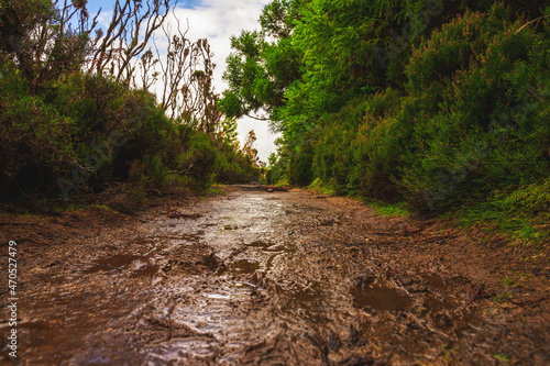 Typowa mokra i błotnista droga dla szlaku Mistérios Negros w głębi wyspy Teicera, Portugalia.  photo