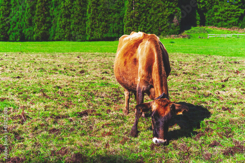 Brązowa krowa pasie się na zielonym pastwisku.