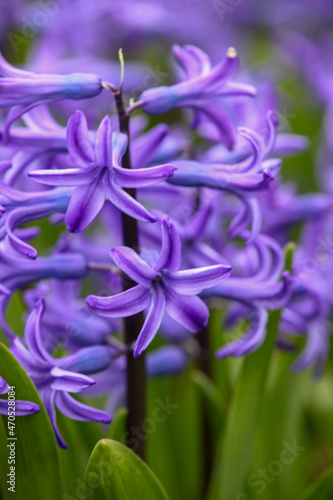紫のヒアシンスの花
