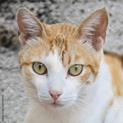 portrait of a nice cat