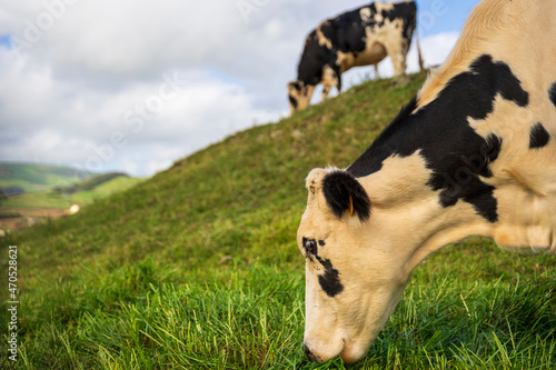Białoczarne krowy pasą się na zielonym pastwisku. 