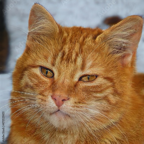 portrait of a nice cat